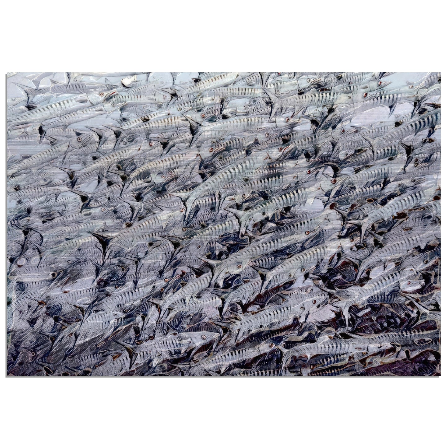 Barracudas, Brushed Aluminum Print