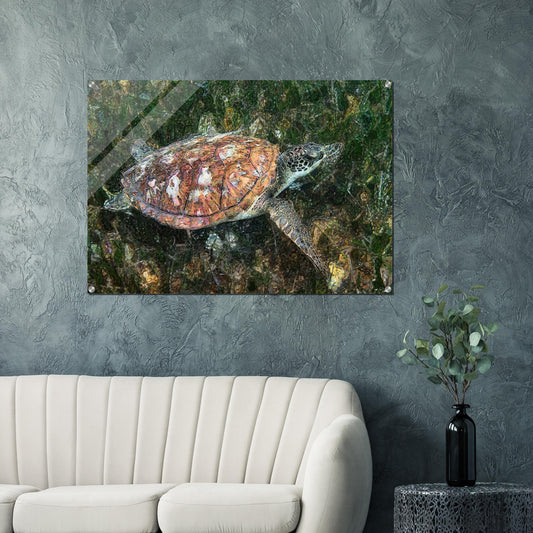 Turtle, Acrylic Print