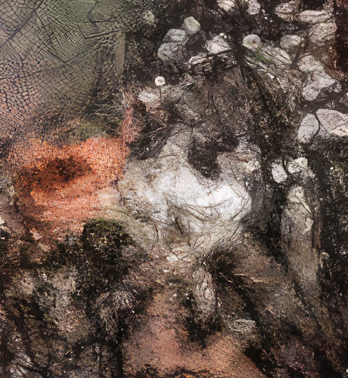 Flowers study 26, Acrylic Glass 100 x 75 cm