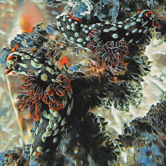 Nudibranchs, Canvas