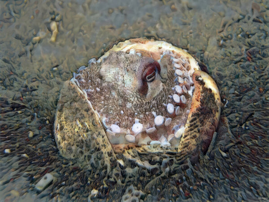 Octopussy, Canvas